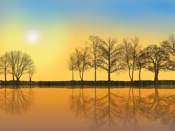 eine Reihe kahler Bäume im Sonnenuntergang - mit Spiegelbild in einem Gewässer im Vordergrund